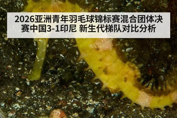 2026亚洲青年羽毛球锦标赛混合团体决赛中国3-1印尼 新生代梯队对比分析
